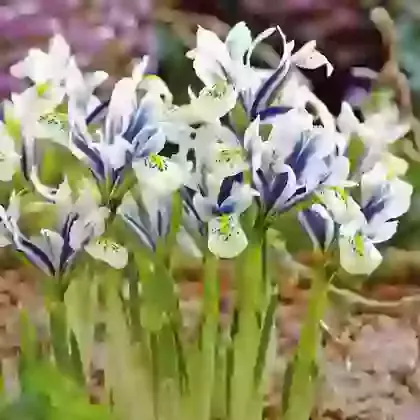 Ret. Eyecatcher